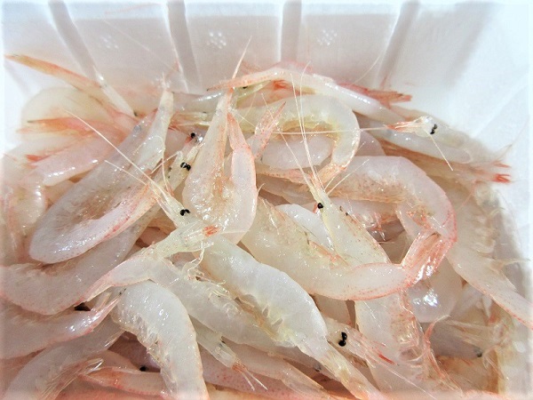 冷凍品浜市 G白ｴﾋﾞ海王2l 3l釣り餌 つり えさ 白ｴﾋﾞ 大物釣り 船釣り ﾏｸﾞﾛ釣り 2l 3l 一回購入50個まで 釣り餌 釣具のキャスティングオンラインストア 全国50店舗以上を展開する大型釣具店