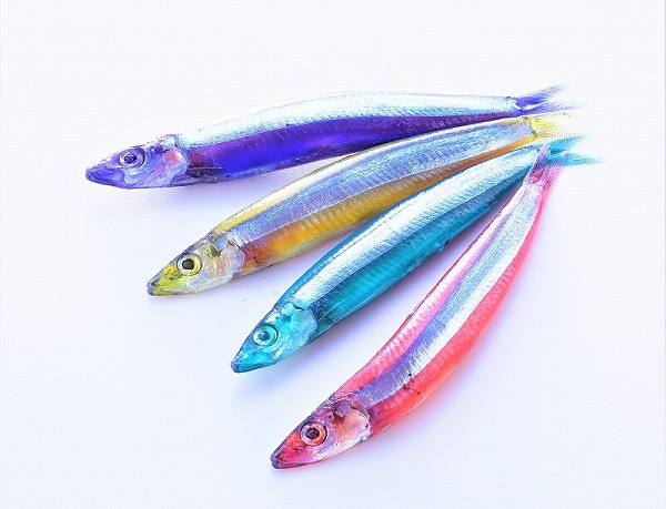冷凍品 きびなご 赤 釣り えさ 身エサ 海上釣り堀 タチウオ 根魚 (一回