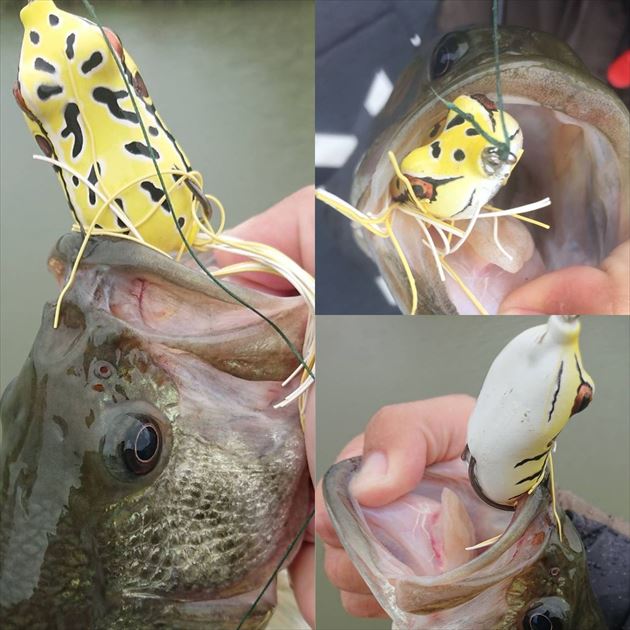 ダイワ バスルアー スティーズ フロッグ ソ セ ジ バスルアー 釣具のキャスティングオンラインストア 全国50店舗以上を展開する大型釣具店