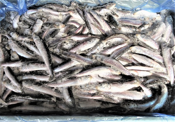 �Ⓚ�i �}�C���V�Ⓚ 10kg(1��̍w��2�܂�)