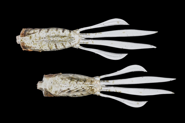 �y�l�R�|�X�Ώەi�z�W���b�J�� RV-���b�V���A���[ 3.8�C���` �G�r�{�C��