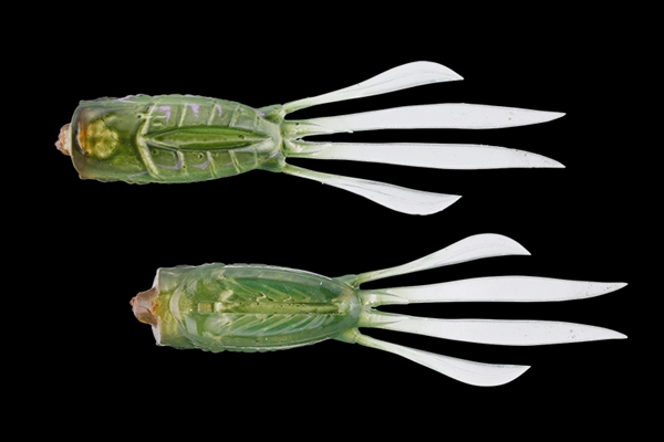 �y�l�R�|�X�Ώەi�z�W���b�J�� RV-���b�V���A���[ 3.8�C���` �O���[���o�O�y���������z