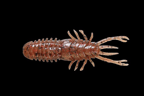 �y�l�R�|�X�Ώەi�z�W���b�J�� ��������60 �G�r�~�\���b�h�t���[�N