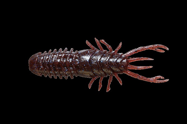 �y�l�R�|�X�Ώەi�z�W���b�J�� ��������60 �R�[���u���[�M��