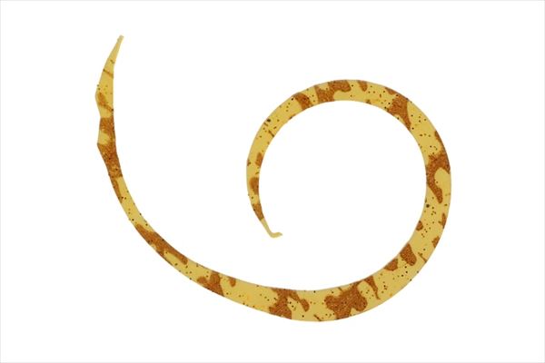 ジャッカル タイラバ 鯛ラバ ビンビンスイッチT+ネクタイ マイクロ