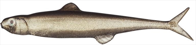 �y�l�R�|�X�Ώەi�z�G�o�[�O���[���@���X�g�G�[�X�V�T�@���T�V�@�g���b�N�V���b�h�y���������z