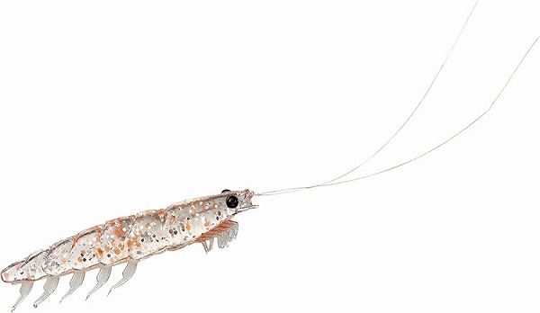 �y�l�R�|�X�Ώەi�z�_�C���@���K���A���I�L�A�~�@�l�@�P�C�������n�q