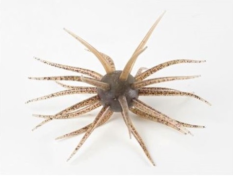 �n�C�h�A�b�v ���[�� �R�C�P �t���L���X�g #242 �G�r�_�b�s