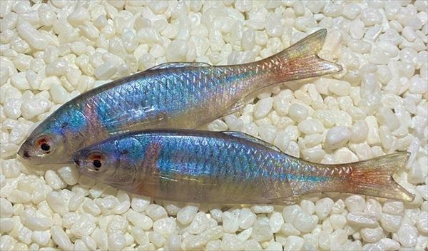 �x�f���{ ���[�� �E�B�b�`�t���b�g���A�� 3.3�C���` �m���\���g ���A���^�i�S