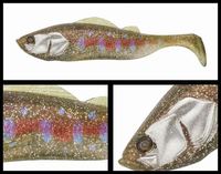 ADUSTA AUX^@sbNe[XC}[6C` 211 xr[gEg