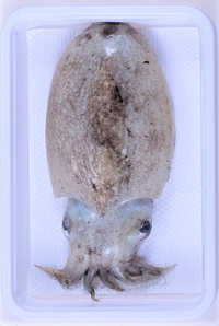 Ⓚi bCJ ނa   gGT Cނx \GT (w50܂)