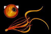 WbJ@@rrʁ@XCh@ST@bhS[h^GrIJ[[s{yz