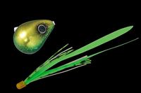 WbJ  rrʃXCh 100g OL/uO[T+yz