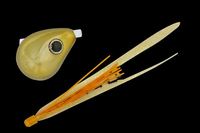 WbJ  rrʃXCh 100g bLS[h/CJiST+yz