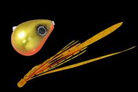 WbJ  rrʃXCh 100g IL/GrIT+