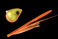 WbJ  rrʃXCh 130g IWS[h/uIWT+yz