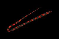 WbJ rrT+lN^C tBlXXg[g V}V}bh