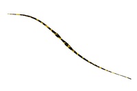 WbJ rrT+lN^C Z~J[[ V}V}GrIW