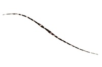 WbJ rrT+lN^C Z~J[[ V}V} PCΌp[