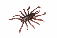 ylR|XΏەizWbJ oXA[ RV-BUG 1.5C` R[VgXt[N