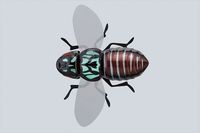 �W���b�J�� �o�O�h�b�O �o�O�u���b�N