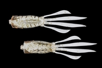 �y�l�R�|�X�Ώەi�z�W���b�J�� RV-���b�V���A���[ 3.8�C���` �G�r�{�C��