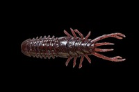 �y�l�R�|�X�Ώەi�z�W���b�J�� ��������60 �R�[���u���[�M��