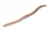 ylR|XΏەizWbJ tbNVFCN 5.8C` XWGryz