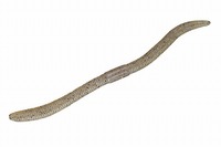 ylR|XΏەizWbJ tbNVFCN 5.8C` eiKu[t[N