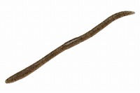 ylR|XΏەizWbJ tbNVFCN TCg}WbN3.8 2g[ UKj