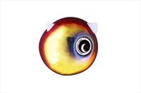 WbJ ^Co ⃉o TGrrʃXChwbhNEO 30g bhS[hNEO