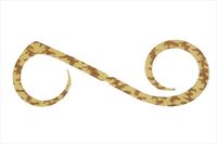 WbJ ^Co ⃉o rrXCb`T+lN^C fAJ[[ GrIyz