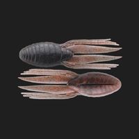 �W���b�J�� ���[�� �L���O�h���t�g�N���[ �A�����J�U���K�j