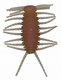 �y�l�R�|�X�Ώەi�z�G���W�� BABY-CHIN(�x�r�[�`��) 1.5�C���` #02 �f�b�h���[���J�T�M