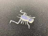 ylR|XΏەiz_C tbO LbPLbJ[ C[W[Vv yLXeBOIWiJ[z