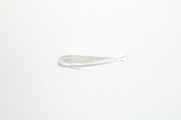 �T�[�e�B�[�t�H�[ ���[�� �t�B�b�V�����C�N 1.5�C���` �M��