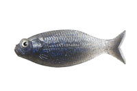 �f�B�X�^�C�� ���[�� GILLUULA(�M���[��) 3.5�C���` �����X�M��(Yowasu-Gill)�y���������z