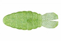 OSP DoLive(hCu) SS-Gill(M) 3.6C` W067C`[gSWyz