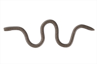 OSP I[GXs[ [ MMZ fJ WF004O[pvLybp[()yz