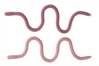 OSP I[GXs[ [ MMZ fJ TWF204܂܂݂݂()