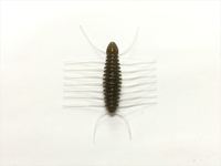 �C�}�J�c �O�����S�O�i�G�R�Ή��i�j #S-259 �k�}�G�q�J�t�J���[�t���[�N�y���������z