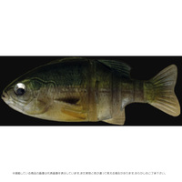 C}Jc WoMXO RcAY r-SQT Rcq ahv`jn M