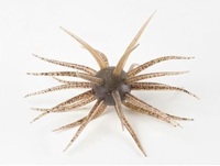 ハイドアップ ワーム コイケ フルキャスト #242 エビダッピ