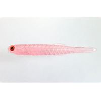 issei CbZC@CY J^N`[ 4.5C` #035 PCC{[