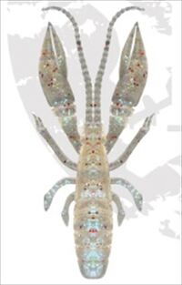 ���[�f�B�[�Y ���[�� �n�^��.�� 3.5�C���` �N���A�z���y���������z