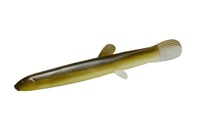 ylR|XΏەiz_C KAhWE[ ~m[ohWE